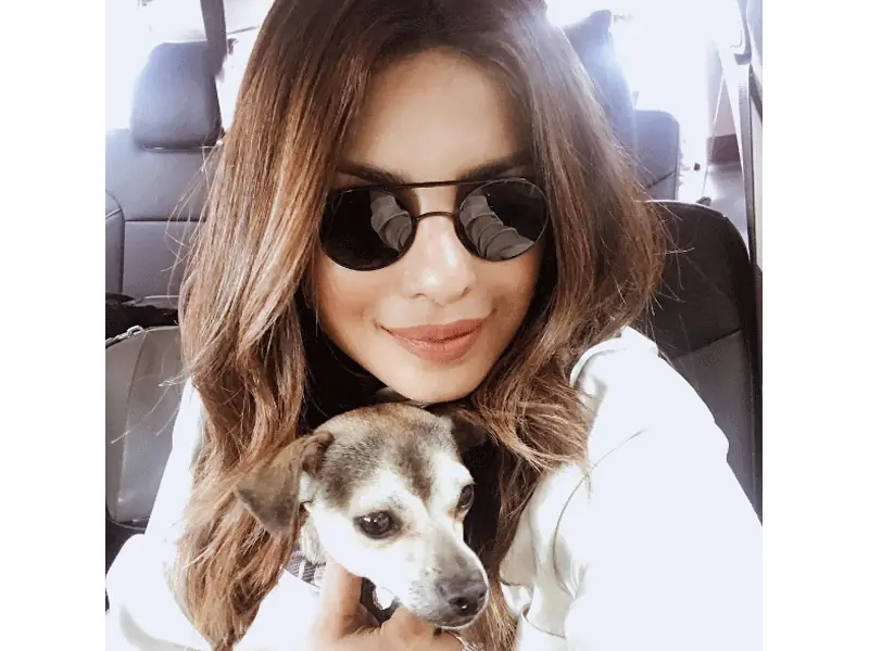 This Celebrity Dog Lives a Luxurious Life Thanks to Her “Mother”