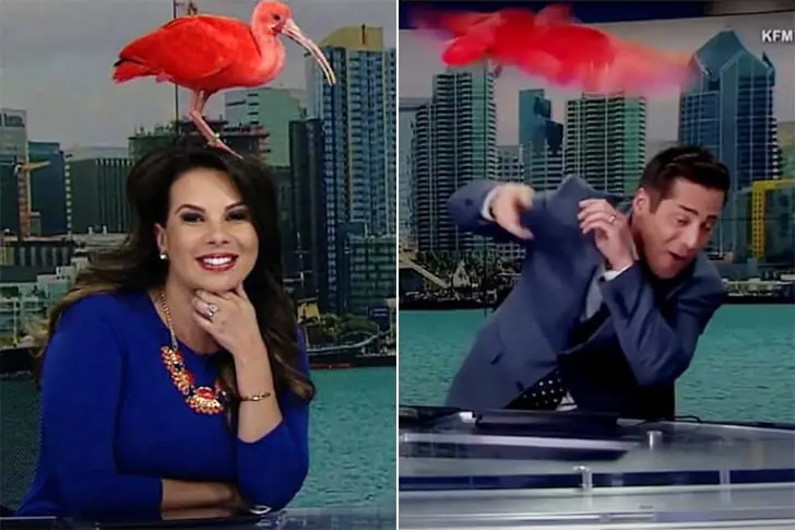 🕊️頭に鳥が！？ニコル・メディナ氏、まさかの被り物！