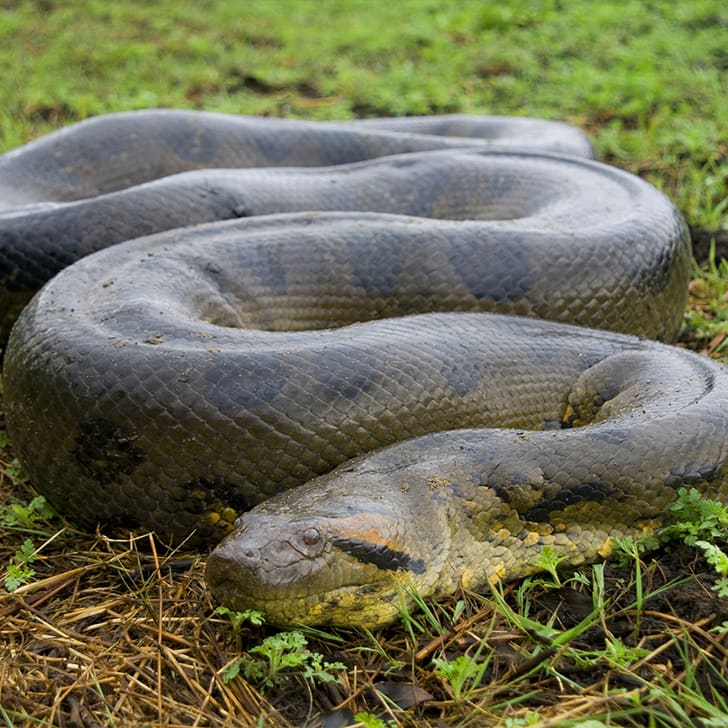 Видео самых больших змей. Анаконда змея. Река Амазонка змея Анаконда. Самая большая Анаконда 41м.